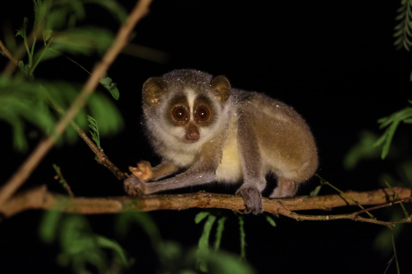 Loris Conservation