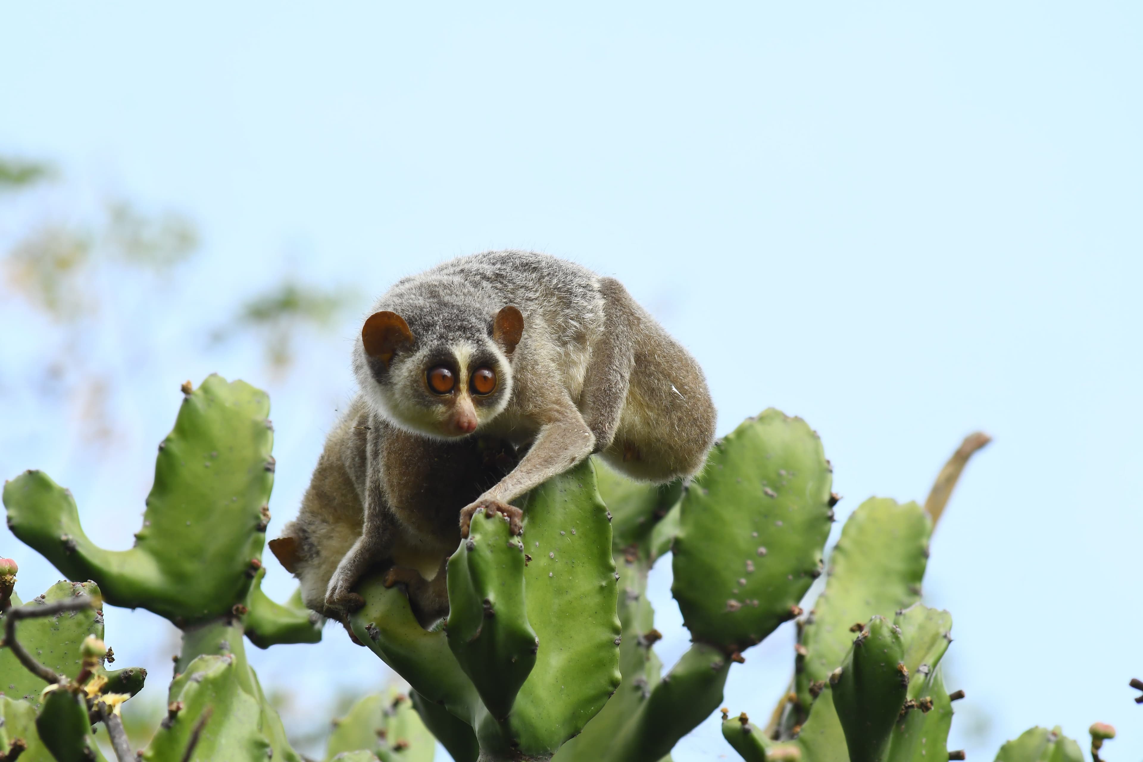 The Grey Slender Loris