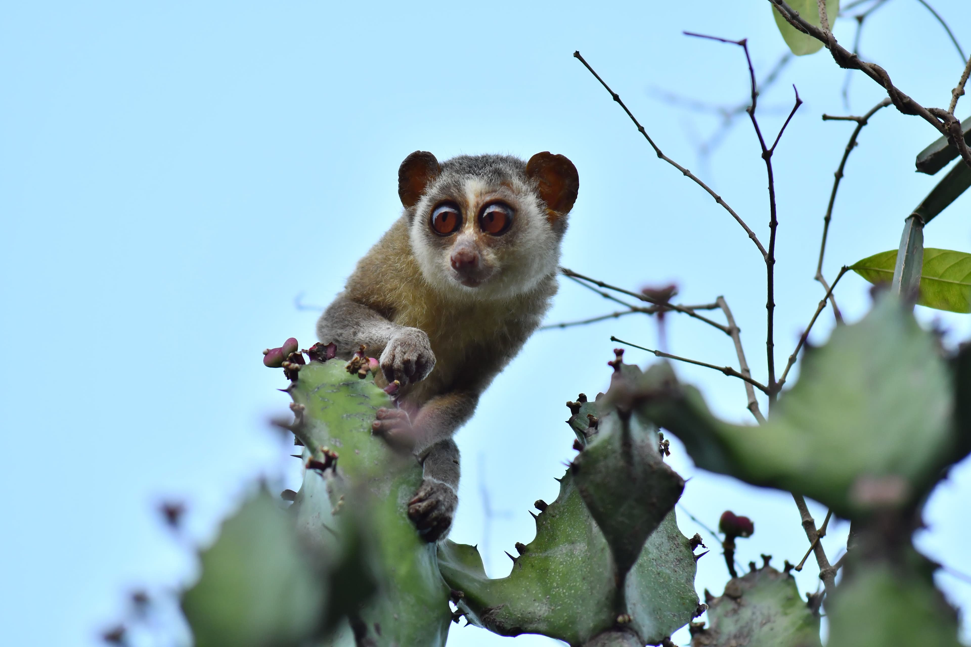 Kadavur Slender Loris Sanctuary