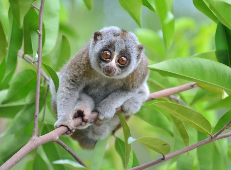 Slender Loris Habitat