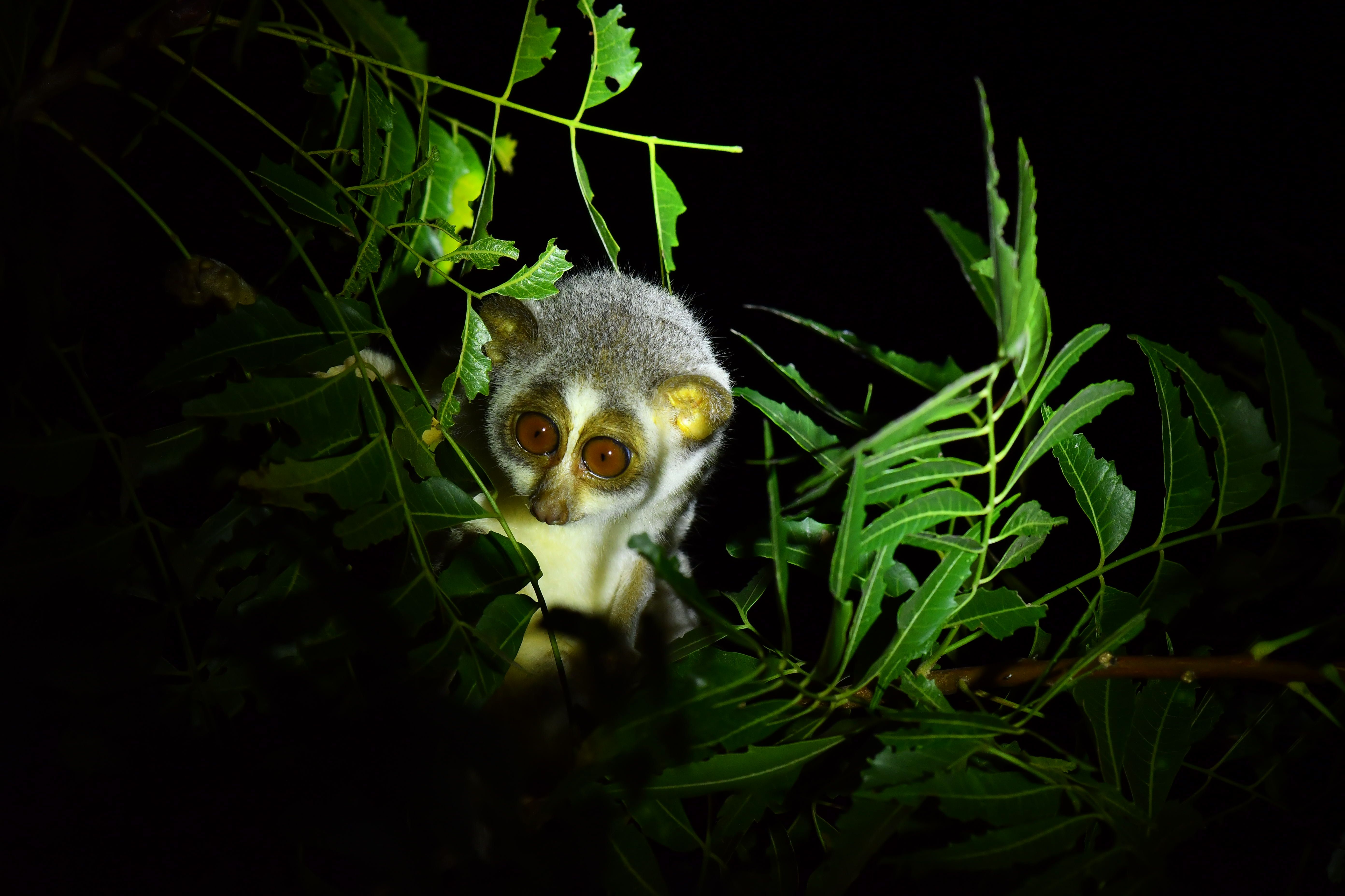 Slender Loris Portrait