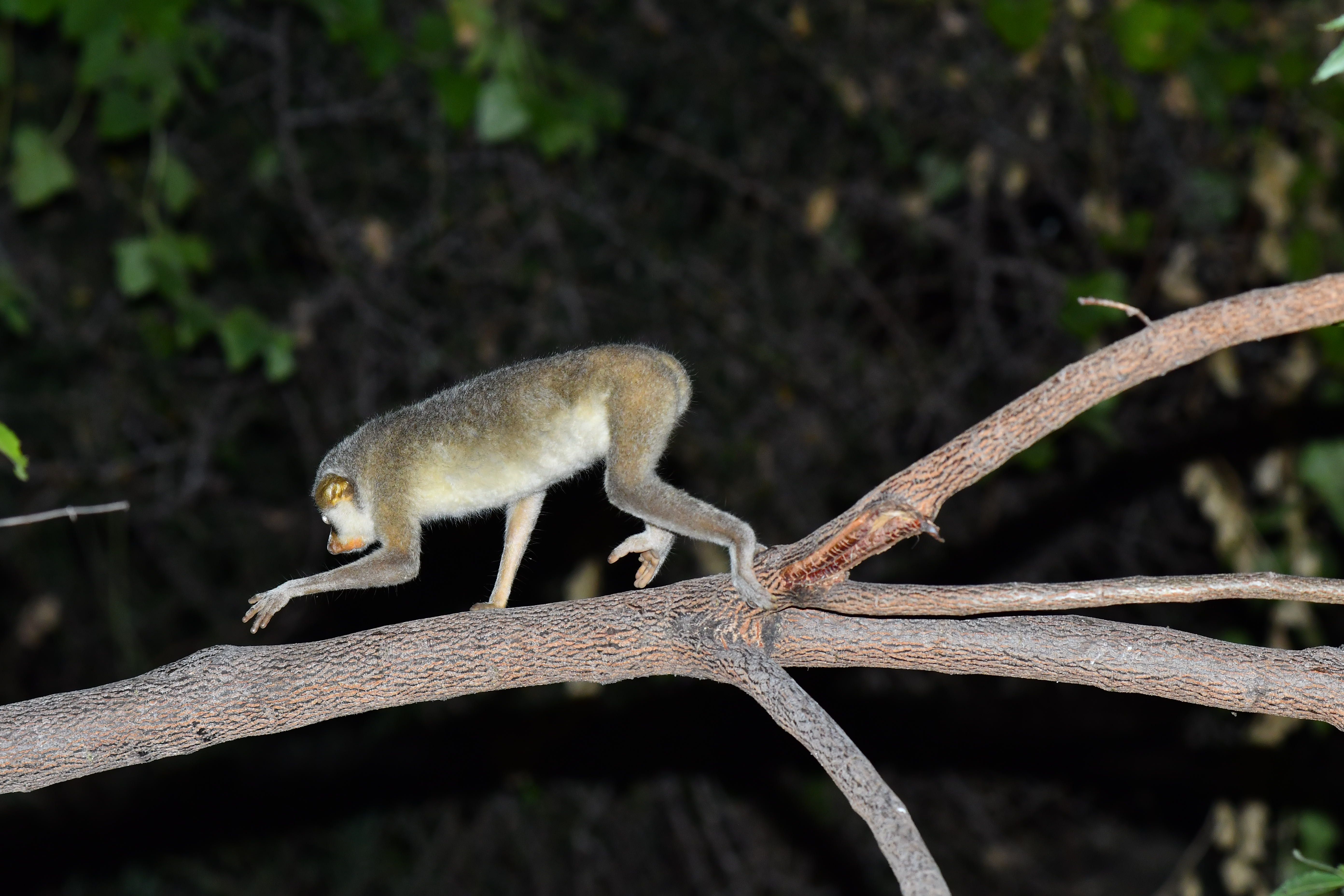 Trail & Nature Walk Infrastructure