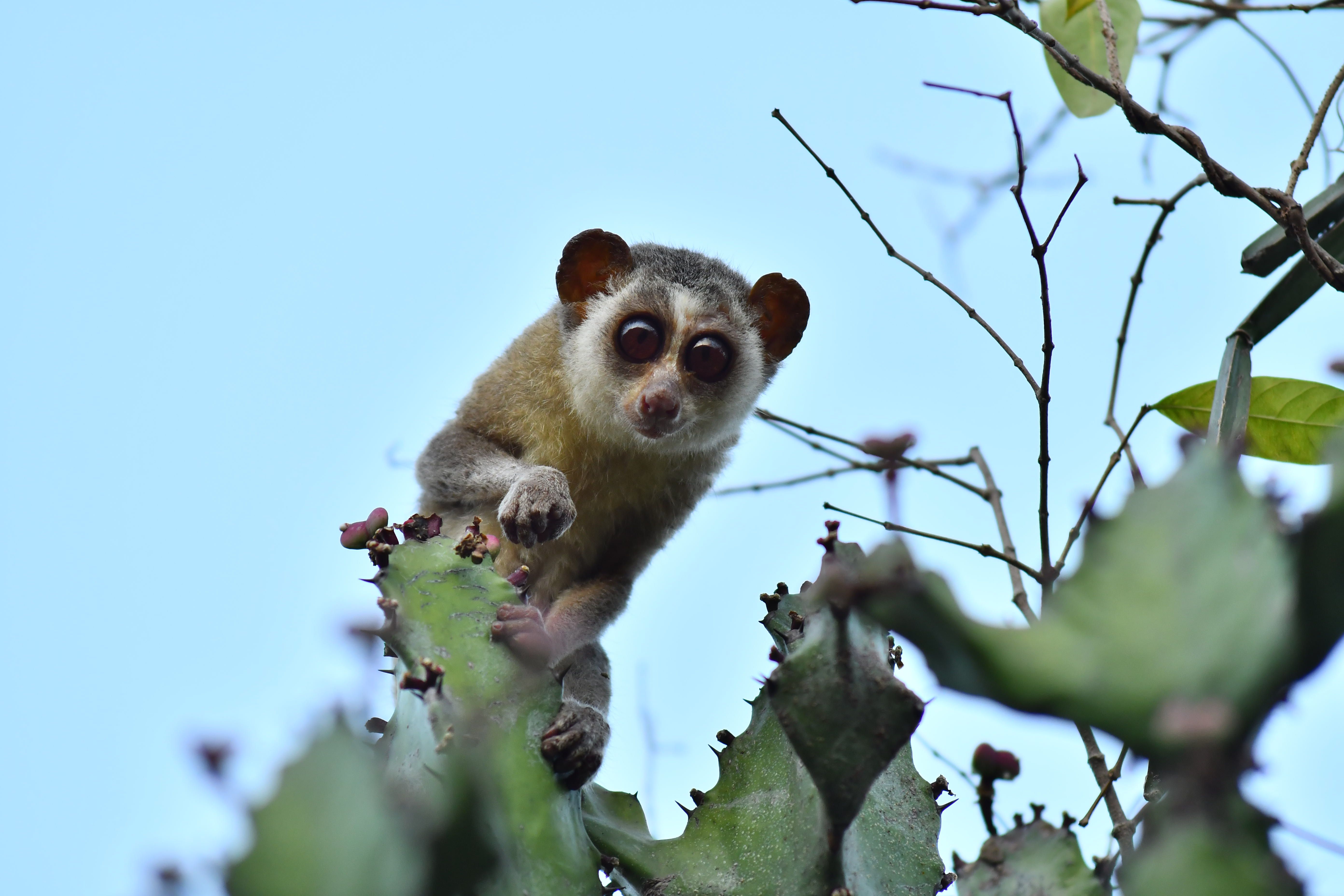 Kadavur Slender Loris Sanctuary